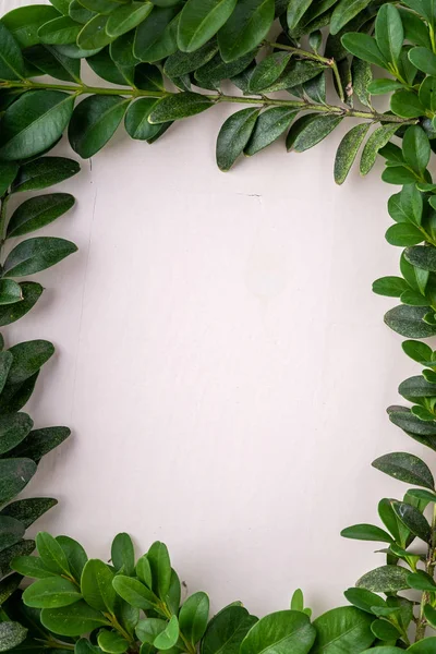 Wreath square frame of Buxus sempervirens green leaf leaves branches white wooden background copy space template top view overhead