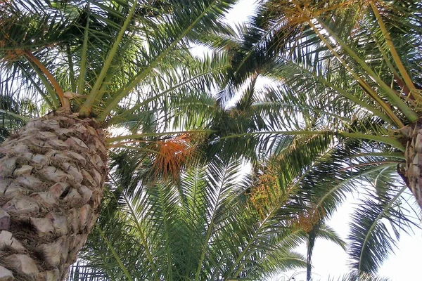 Bottom View Intertwining Branches Palm Trees — Stock Photo, Image