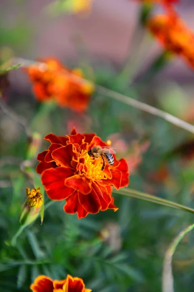 Bee Marigolds Autumn Beauty — Stock Photo, Image