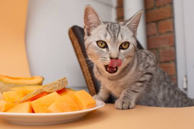 Kavun tattıktan sonra dudak yalayan tekir kedi. Sevimli bir hayvan ifadesi..