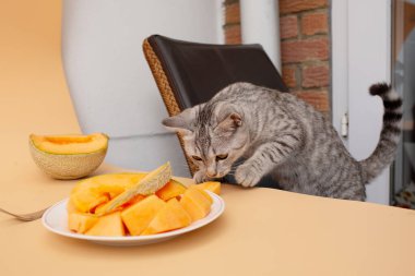 Gri çizgili kedi tabakta kavun parçalarına uzanıyor. Sağlıklı yiyecekleri keşfeden meraklı bir hayvan..