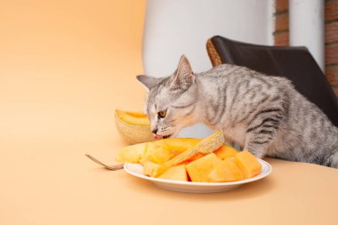 Gri çizgili kedi, tabakta kavun dilimlerinin tadını çıkarıyor. Egzotik meyveli sevimli kedi yavrusu..