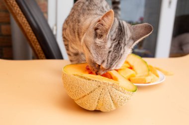 Gri kedi taze kavunu ısırıyor. Yarısı masada, evcil hayvanı egzotik meyvelerin tadını çıkarıyor..