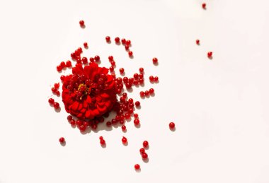 Saf beyaz arka planda dağınık kırmızı böğürtlenlerle çevrili parlak kırmızı bir çiçeğin minimalist hayatı. Doğayı, tazeliği ve sanatsal karşıtlığı sembolize eden yaratıcı düz bir yapı..