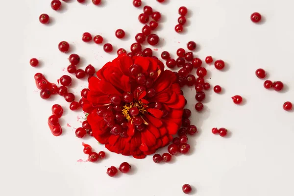 Kırmızı üzümlü kırmızı çiçeğin beyaz bir yüzeye saçılmış canlı görüntüsü. Doğal dokuları vurgulayan parlak ve ayrıntılı kompozisyon.