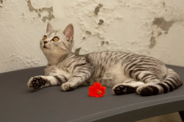 Gri tekir kedi kapalı bir yerde, pençelerinin yanında parlak kırmızı çiçekle uzanıyor..