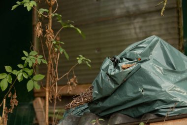 Kurumuş kökleri olan yeşil bir çöp torbası kırsal bir arka bahçede yatıyor..