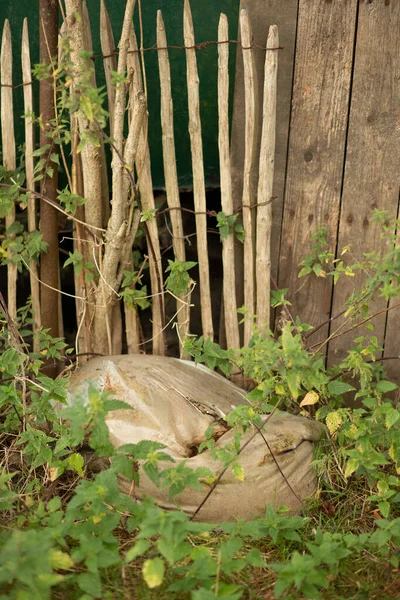 Yıpranmış bir çuval, eski bir çitin yanında, fazla büyümüş çimlerin arasında terk edilmiş yatıyor..