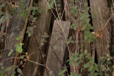 Abandoned pile of weathered wooden planks surrounded by wild vegetation.