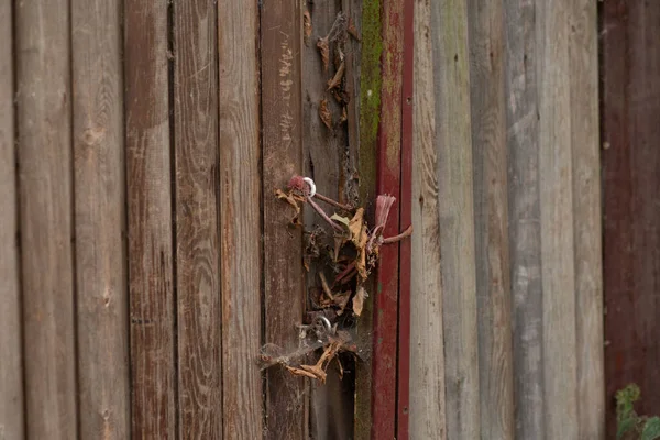Old wooden wall with red stripe detail, rope, and dry plants attached.