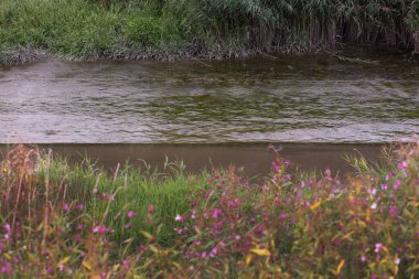 Kurak mevsimde kıyılar boyunca görülebilir yosun ve yeşil bitki örtüsü olan sığ bir nehir..