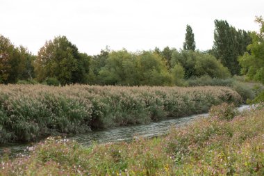 Yazın sonlarında sık bitki örtüsü ve ağaçlarla çevrili kuruyan bir nehrin geniş manzarası.