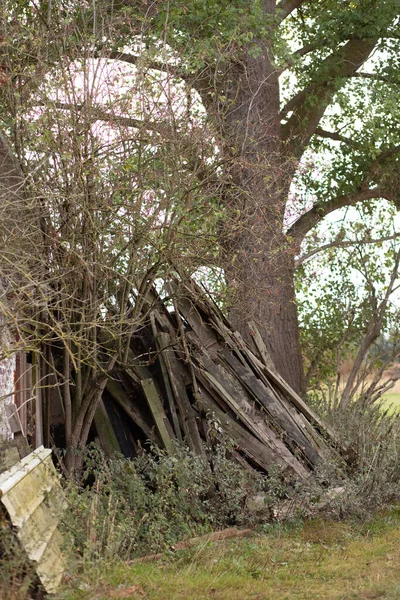 Eski kalaslar ve dallar terk edilmiş bir duvarın yanında çalılarla kaplanmış.