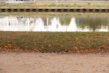Nehrin kenarında büyüyen uzun yeşil ısırgan otları..