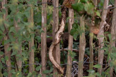 Sarmaşık dalları ve dokulu ağaç kabuğu olan eski ahşap çitlere yakın çekim.