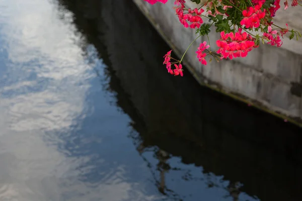 Nehrin kenarında büyüyen küçük kır çiçekleri olan yeşil bitki örtüsü.