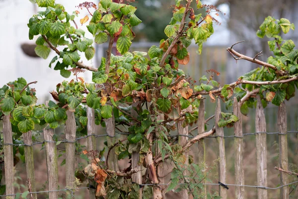 Sonbahar mevsiminde yeşil tırmanma tesisi ve kuru yapraklı ahşap bir çite yakın çekim.