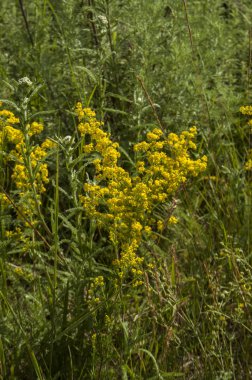Çim parlak kır çiçekleri