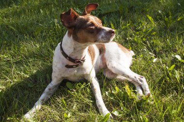 Sevimli köpek çimenlerde yalan