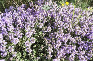 Çim parlak kır çiçekleri