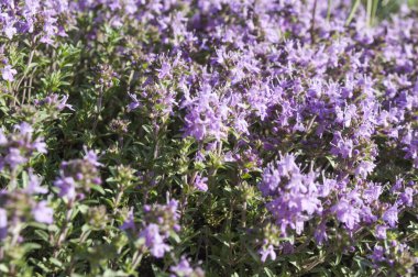 Çim parlak kır çiçekleri