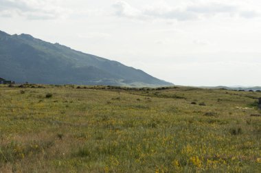 Manzara. Yeşil çayır, alan çiçekli