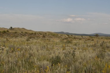 Manzara. Yeşil çayır, alan çiçekli