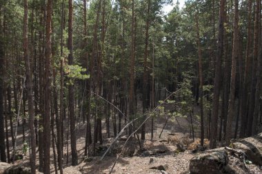 Pitoresk çam ormanı taşlı manzara, yollar, yosun ve kuru iğne