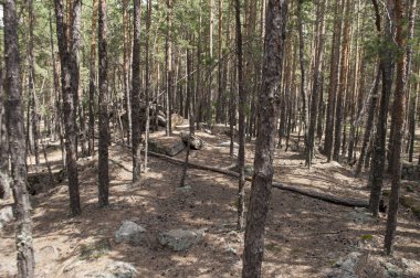 Pitoresk çam ormanı taşlı manzara, yollar, yosun ve kuru iğne