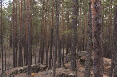 Pitoresk çam ormanı taşlı manzara, yollar, yosun ve kuru iğne