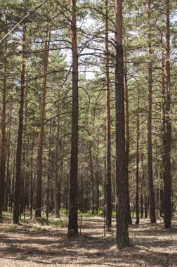 Pitoresk çam ormanı taşlı manzara, yollar, yosun ve kuru iğne