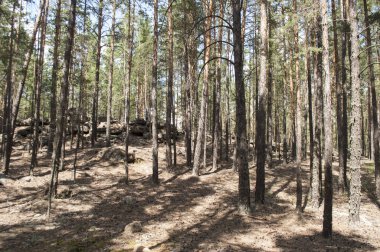 Pitoresk çam ormanı taşlı manzara, yollar, yosun ve kuru iğne