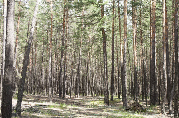 Picturesque pine forest stony landscape, paths, moss and dry needles