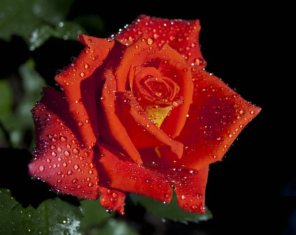 Rosa vermelha na noite — Fotografia de Stock