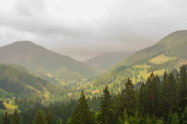 Karpat dağ, sis, orman