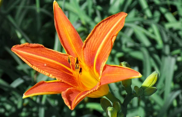 anneler günü çiçek, lily
