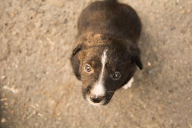 Burnunda boş bir nokta olan siyah bir köpek yavrusu insana bakar. Bir köpek barınağında köpek yavrusu.
