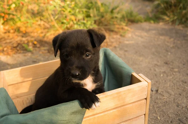 Kutusunda beyaz lekeler olan küçük siyah köpek yavrusu. Bir köpek barınağında köpek yavrusu.