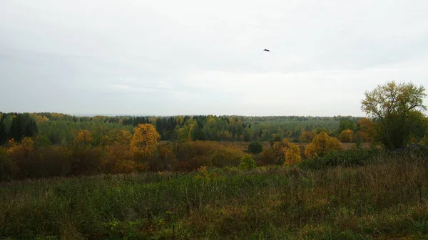 Automne Dans Forêt — Photo