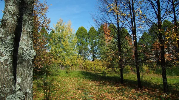 Träd Parken Träd Parken — Stockfoto