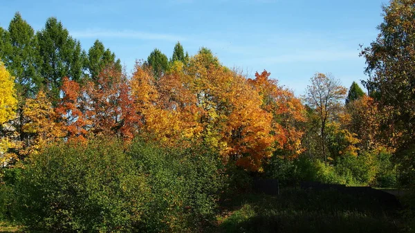 Automne Dans Forêt — Photo