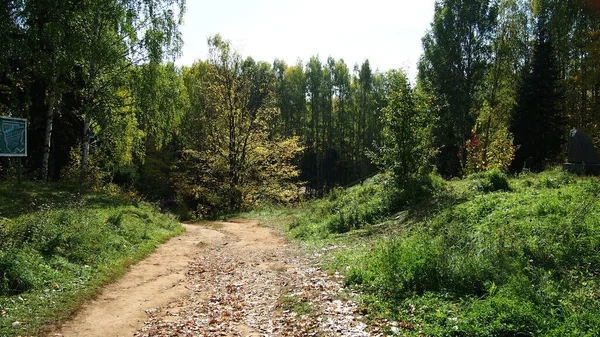 Sentiero Nel Bosco — Foto Stock