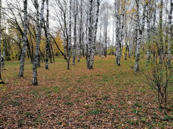 Berkenbomen Het Herfstpark — Stockfoto