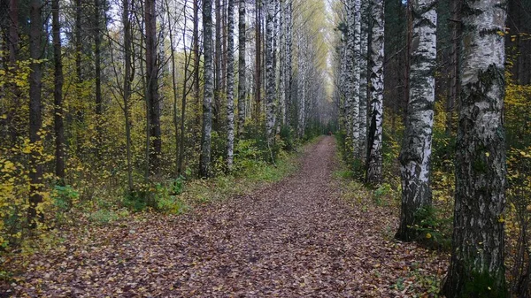 Berkensteeg Het Herfstbos Kirov Regio — Stockfoto