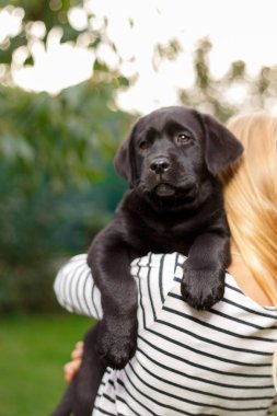 Labrador yavru yansıtan siyah ve beyaz yaz aylarında çim üzerinde oynanır