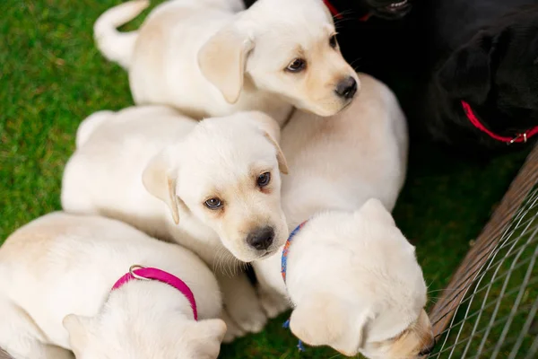 Labrador Puppies Black White Summer Played Lawn — Stock Photo, Image
