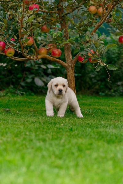 Labrador Pups Van Zwart Wit Zomer Worden Gespeeld Het Gazon — Stockfoto