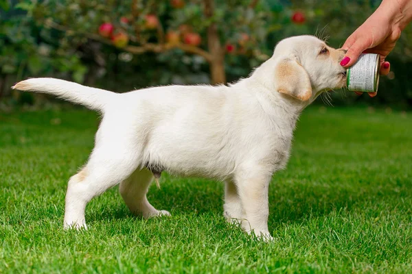 Labrador puppies of black and white in the summer are played on the lawn