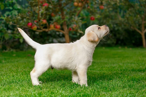 Labrador Pups Van Zwart Wit Zomer Worden Gespeeld Het Gazon — Stockfoto
