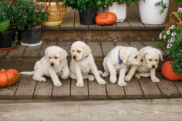 Labrador yavru yansıtan siyah ve beyaz yaz aylarında çim üzerinde oynanır
